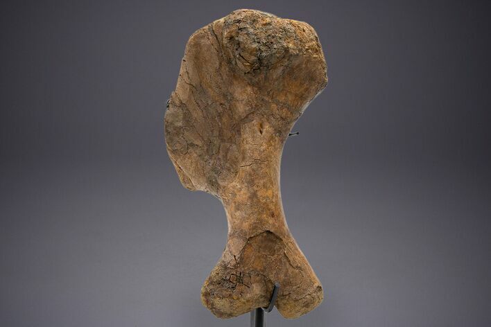 Enormous Fossil Triceratops Humerus Bone - Montana #352272